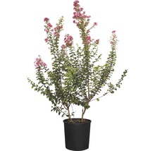 Lagerstroemia la ghiveci cu flori roz