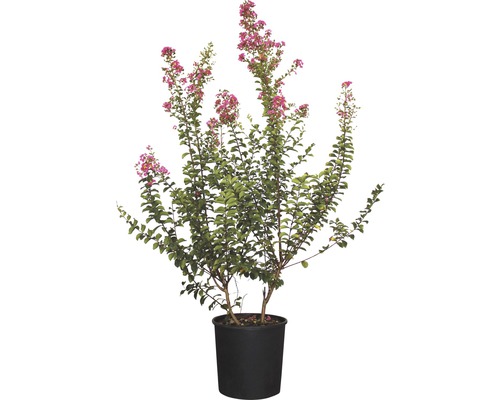 Lagerstroemia la ghiveci cu flori roz