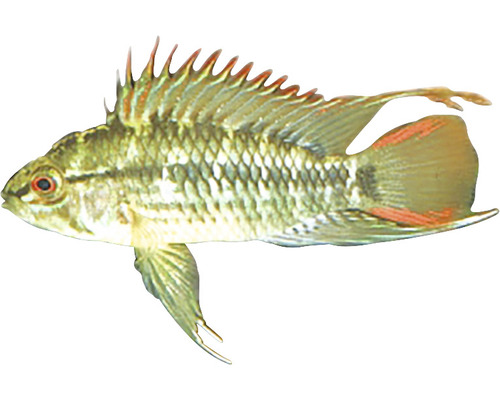 Pește-Sabie Apistogramma sp. Viejeta L