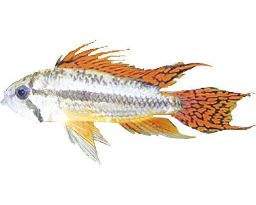 Apistogramma cacatuoides double red L