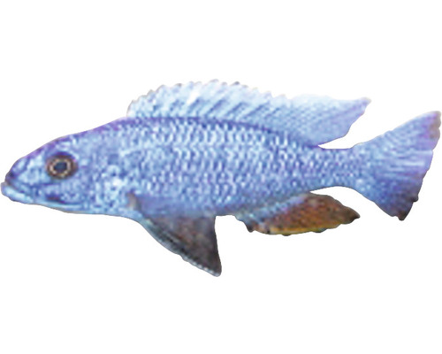 Haplochromis jaksoni/ahli M