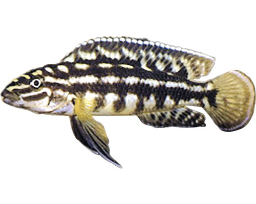 Julidochromis marlieri M-0
