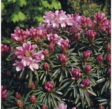 Tufă de rododendron cu flori