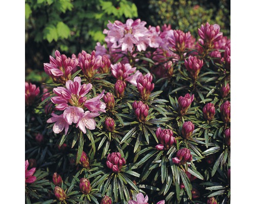 Tufă de rododendron cu flori