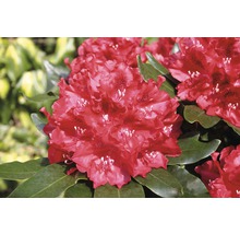 Prim-plan cu o floare de rododendron cu frunze