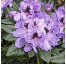 Prim-plan cu o floare de rododendron violetă cu desen întunecat