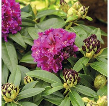 Prim-plan cu o plantă de rododendron cu flori și boboci