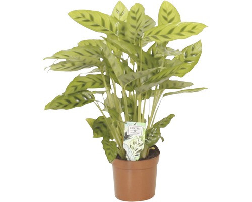 Planta care se roagă FloraSelf Calathea-Cultivars 'Leopardina' H 35-45 cm ghiveci Ø 12 cm