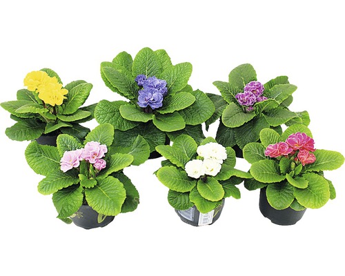 Primule în ghiveci de diferite culori cu frunze verzi în ghivece