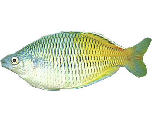 Peștele curcubeu Melanotaenia boesemani M