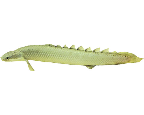 Polypterus senegalus L