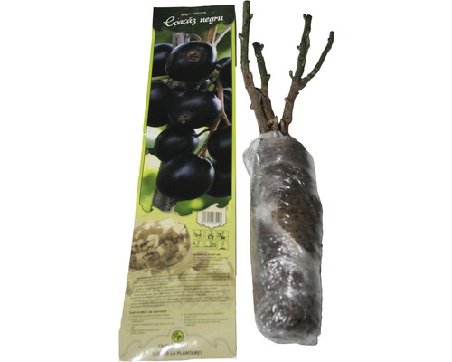 Plantă de coacăz negru cu ambalaj