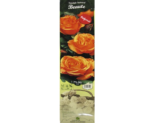 Butași trandafiri Teahibrid Beaute cu rădăcină împachetată mix
