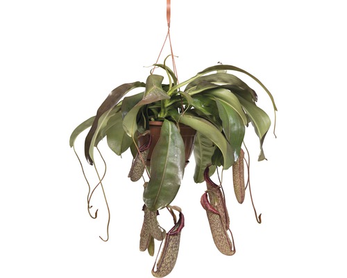 Plantă carnivoră curgătoare FloraSelf Nepenthes 'Miranda' H 65-70 cm ghiveci Ø 25 cm