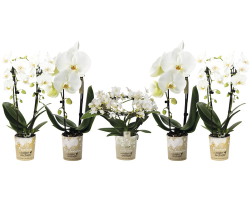 Orhidee fluture FloraSelf Phalaenopsis Hybride H ca. 30-40 cm ghiveci Ø 9 cm albă diferite sortimente și forme