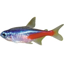 Pește Paracheirodon innesi, mărimea L-thumb-1