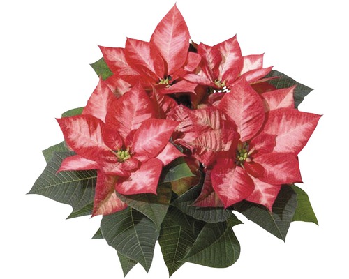 Crăciunița FloraSelf Euphorbia Poinsettia H 25-30 cm ghiveci Ø 12 cm roșu/alb
