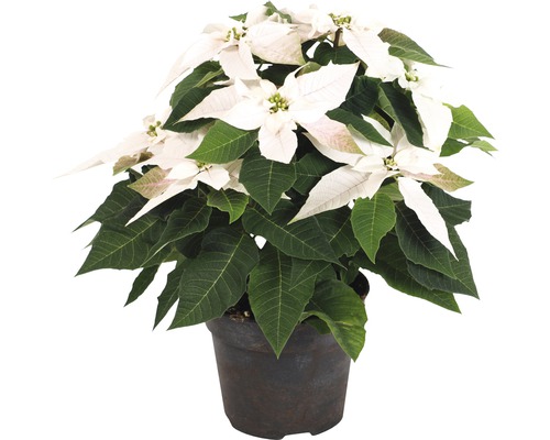 Crăciunița FloraSelf Euphorbia pulcherrima 'Beauty Princess' H 35-45 cm ghiveci Ø 15 cm alb