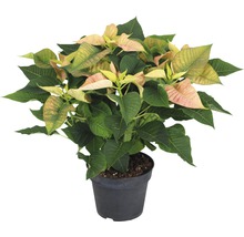 Poinsettia în ghiveci