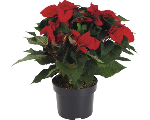 Crăciunița FloraSelf Euphorbia pulcherrima H 35-45 cm ghiveci Ø 15 cm roșu