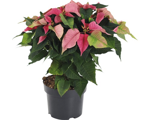 Crăciunița FloraSelf Poinsettia H 37-47 cm ghiveci Ø 15 cm roz