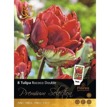 Pachet cu opt bulbi de lalele Tulipa Rococo Double