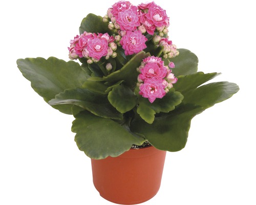 Plantă Kalanchoe cu flori roz în ghiveci
