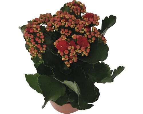 Kalanchoe plantă de apartament în ghiveci