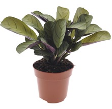 FloraSelf Ctenanthe burle-marxii 'Amagris' H 20-30 cm ghiveci Ø 12 cm-thumb-0