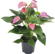 Plantă anthurium în ghiveci cu flori roz și frunze verzi