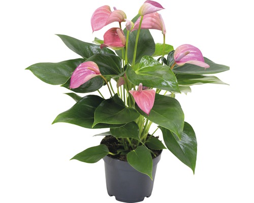 Plantă anthurium în ghiveci cu flori roz și frunze verzi