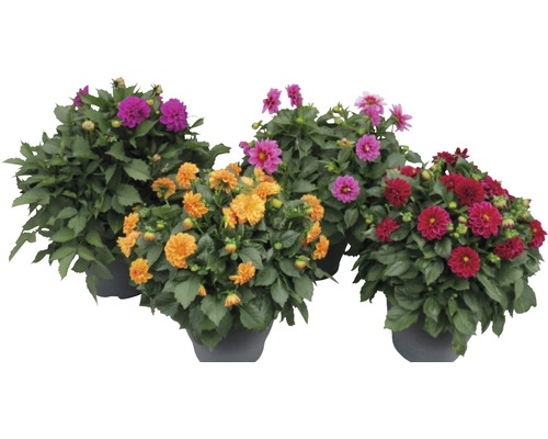Dalie FloraSelf Dahlia x Hybride ghiveci Ø 23 cm diferite culori