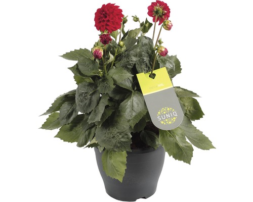 Dalie în ghiveci cu etichetă SUNIQ