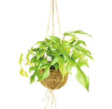 Ananasul săracului FloraSelf kokodama Monstera deliciosa H 20 cm ghiveci Ø 17 cm-thumb-0
