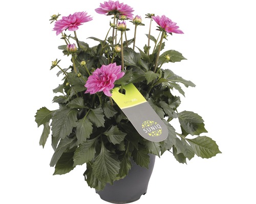 Dalie roz în ghiveci cu sigla Suniq