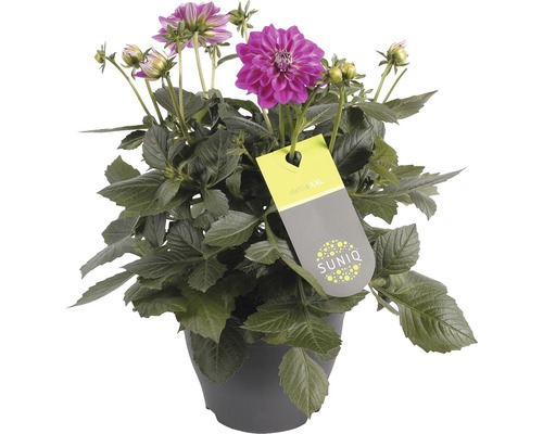 Dalie în ghiveci cu eticheta SUNIQ