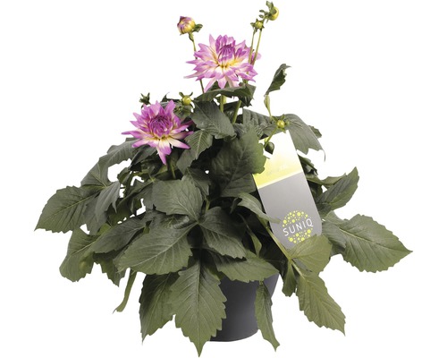 Dalie în ghiveci cu frunze verzi și flori