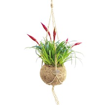 FloraSelf Vriesea-Cultivars 'Astrid' H 20 cm ghiveci Ø 17 cm-thumb-0