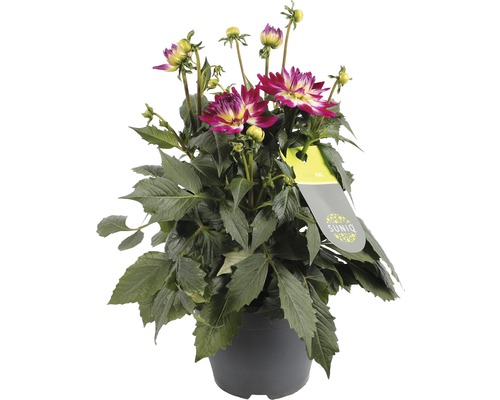 Dalie într-un ghiveci