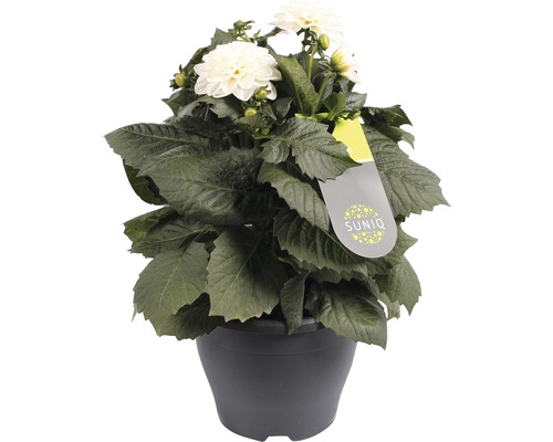 Dalie în ghiveci cu flori albe și frunze verzi