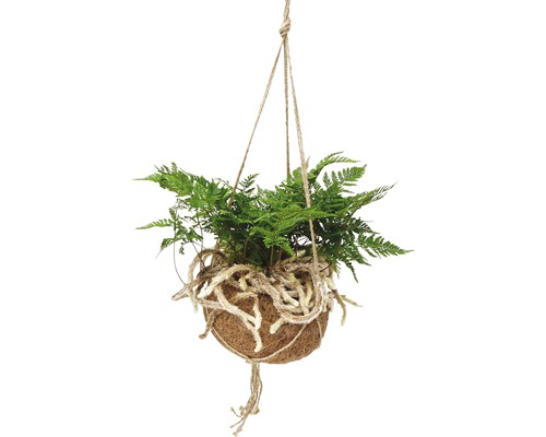 Plantă suspendată cu ferigă în bilă