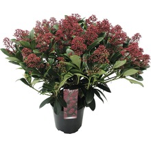 Skimmia în ghiveci cu fructe de pădure roșii și frunze verzi