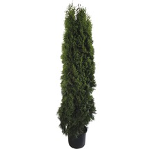 Tuia în ghiveci ca plantă de gard viu veșnic verde