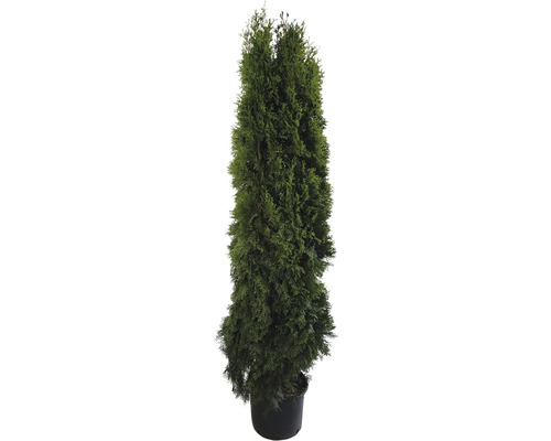 Tuia în ghiveci ca plantă de gard viu veșnic verde