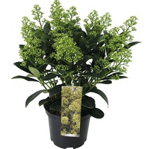 Skimmia în ghiveci cu boboci de flori