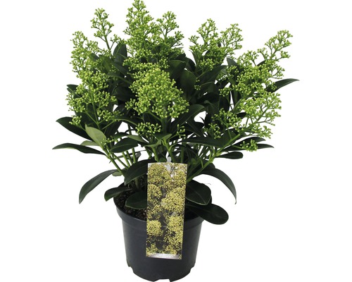 Skimmia în ghiveci cu boboci de flori