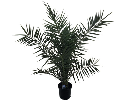 Palmier FloraSelf Phoenix canariensis H 60-80 cm ghiveci Ø 20 cm Curmal într-un ghiveci