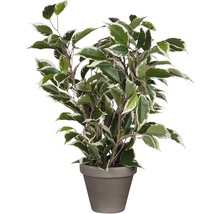 Plantă artificială, Ficus natasja, mix nuanțe verde-thumb-0