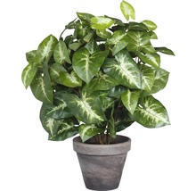 Plantă artificială, Syngonium, h 35 cm, verde-thumb-0