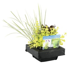 Aranjament de plante pentru iaz cu inel plutitor